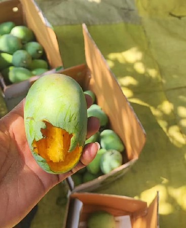 organic mango box