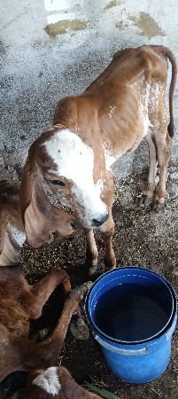 ગીર કૌશ હોડકી