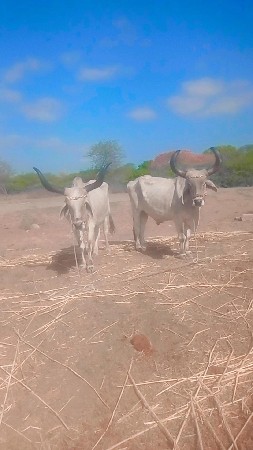 25000 કિંમત છે ભાઈ