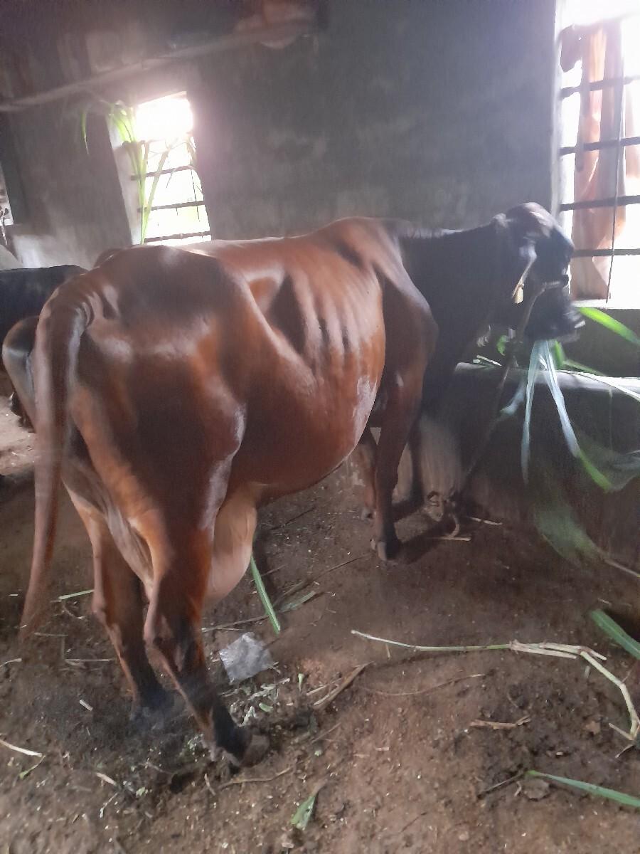 ગાય વેચવાની છે.
