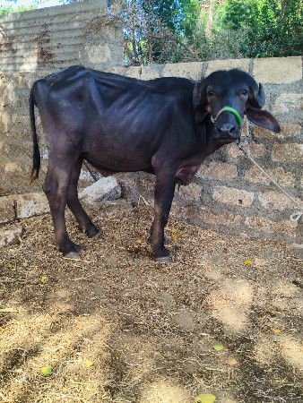 એક ખળેલી એક પાડી વેચવાની છે