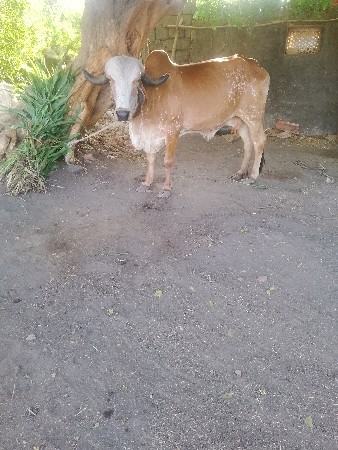 હોડકીવેશવાનીછે