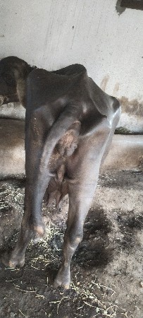 બીજું વેતર છે