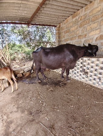 ભેંસ વેચવાની છે