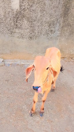 આ વાછડા  ના સાટા કરવાના છે