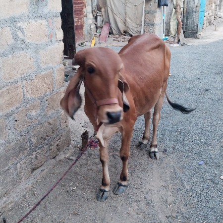 વેચવાની સે ગીર વાંસળી સે