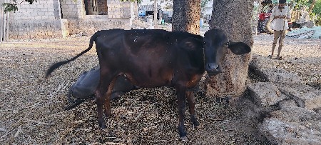 જર્સી ઓડકી