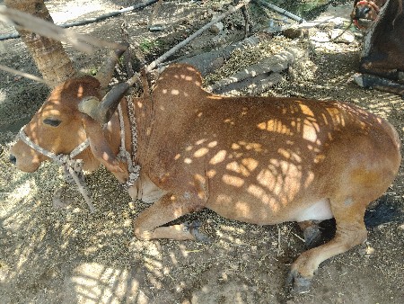 ગાય વેચવાની સે