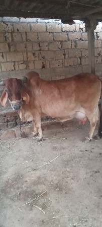 9978520461
 કોલ આમા કરવો