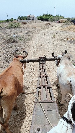 બળદ વેચવા ના છે સાવ સોજા છે...