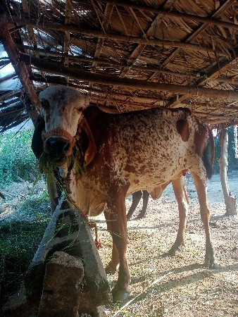 ગીર મુડો
સવા ૨ વર્ષ ની છે