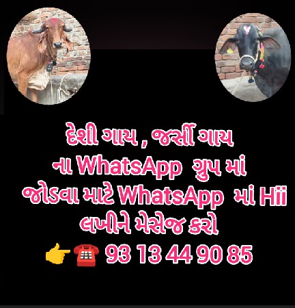 જર્સી ગાય, દેશી ગાય લે વેચ માટે