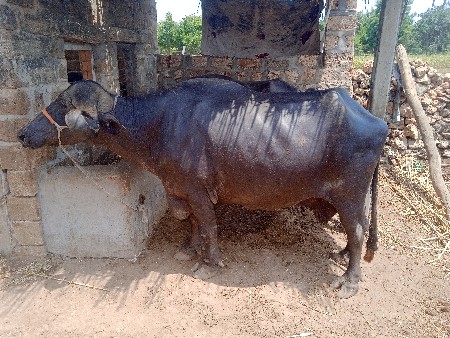 પાડો વેચવાનો છે