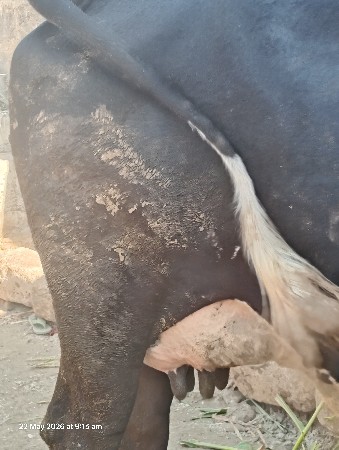 ક્રોસ ગાય