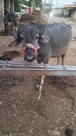 ખડેલી ને પાડો વેચવા ના છેઃ