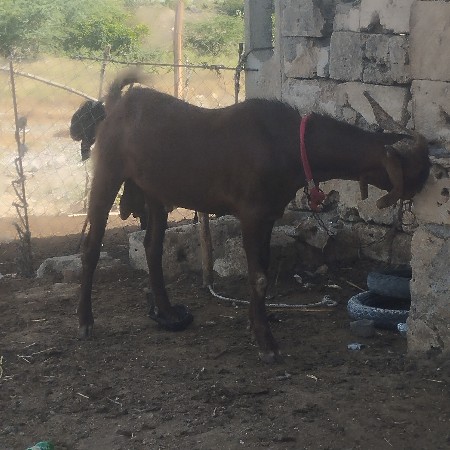 બકરો વેચવા નોછે