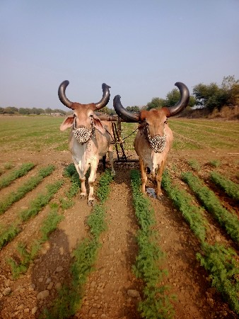 બળદ વેચવાના છે