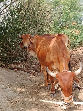 ગોઢલા. બેસવાના સે