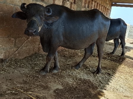 આખરેલી વેચવાની છે