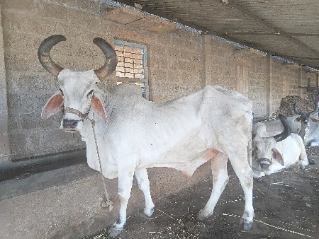 જમણી હાલતો