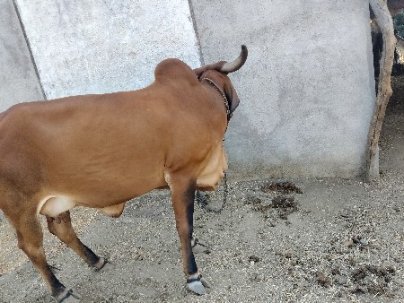 3જુવેતર 6.7દીવનીકાસી