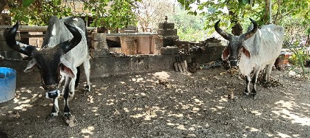 બળદ