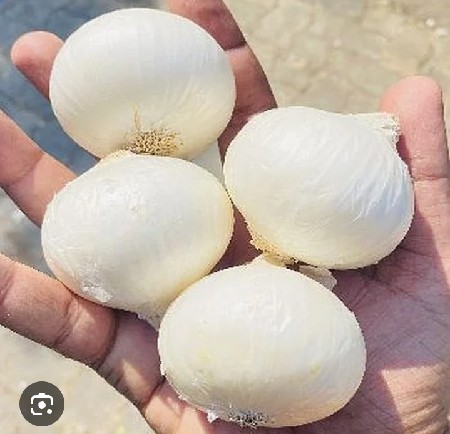 સફેદ  ઘાવરીયુ