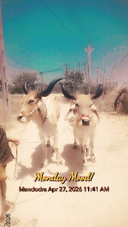 કિંમત 22,000