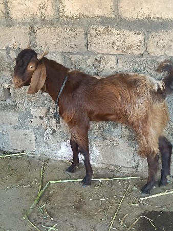 બે બકરા વેચવાના છે