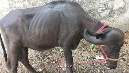 ખળેલી વેચવાની છે