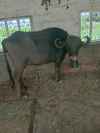 ખડેલી વેચવાની છે