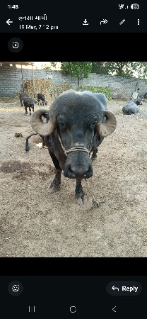 22 ભેસુ વેચવાની છે