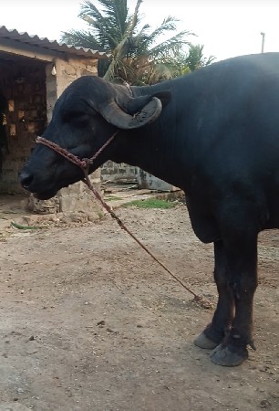 ભેંશ વેશવાનીછે