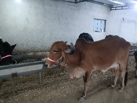 ગાય વેચવાની છે