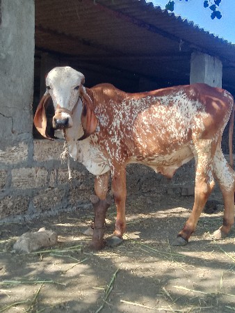 ખુટ આપી દેવા નો છે