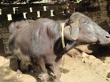 ભેંસ વેચવાની છે