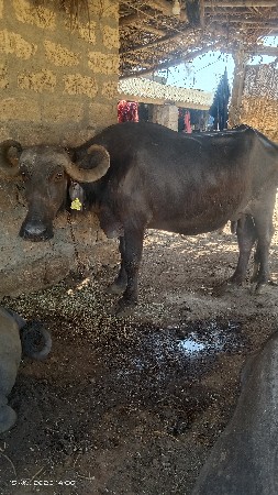 ભેંસ વેચવાની છે