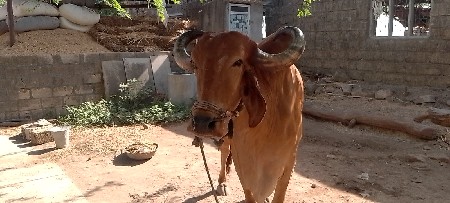 બે બળદ વેસવાના છે