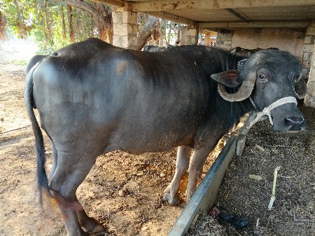 ભેંસવેચવાની છે