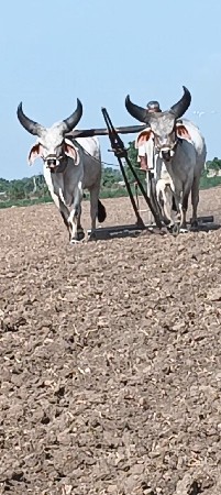 ગોધલાં