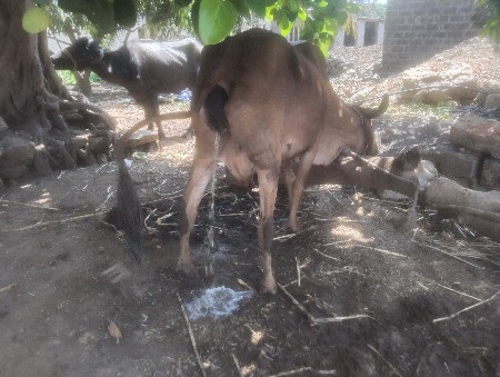 ગાય વેચવાની છે