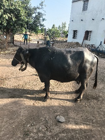 ભેંસ વેચવાની છે