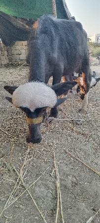 બે વેચવા ના સે