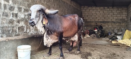 ગાય વેચવાની છે
