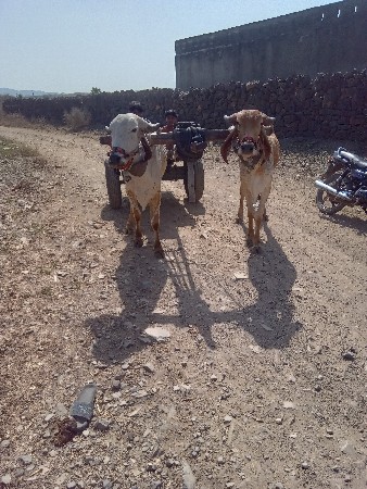 ઠાલ ફોરા સાલુ  સે
