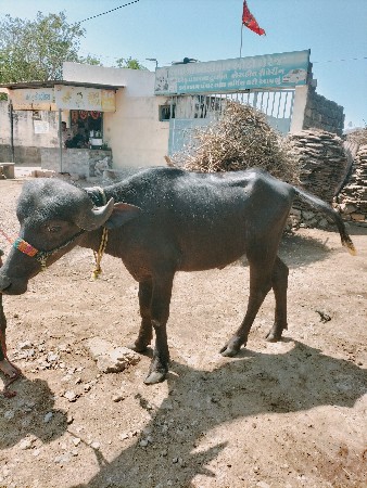 બે ખડેલી વેંચવા ની છેઃ