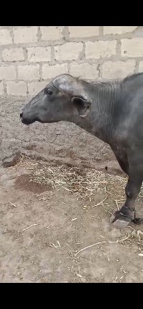 ભેંસ વેચવાની છે