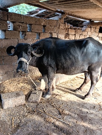 ભેંસ વેચવાની છે