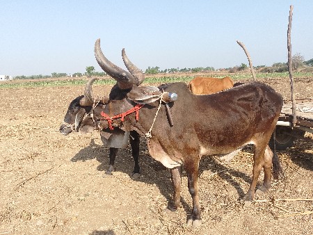 બળદ વેચવાના છે  એક દેવાનો છે