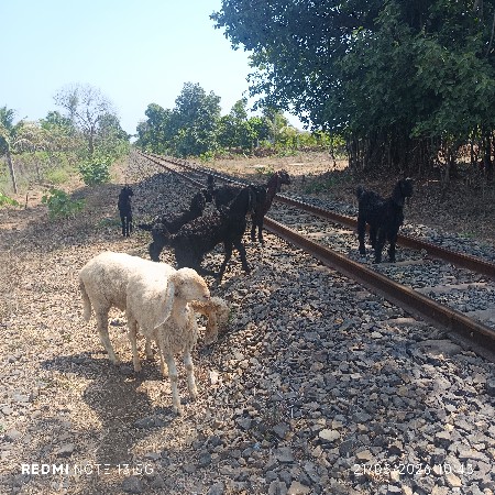 ઘેટા બકરા